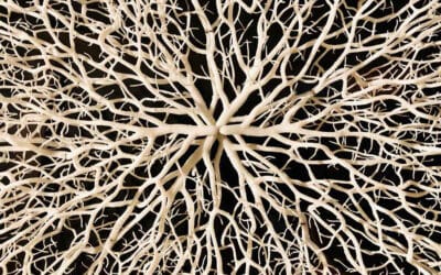 The Lymphatic System and Pelvic Health – What You Should Know